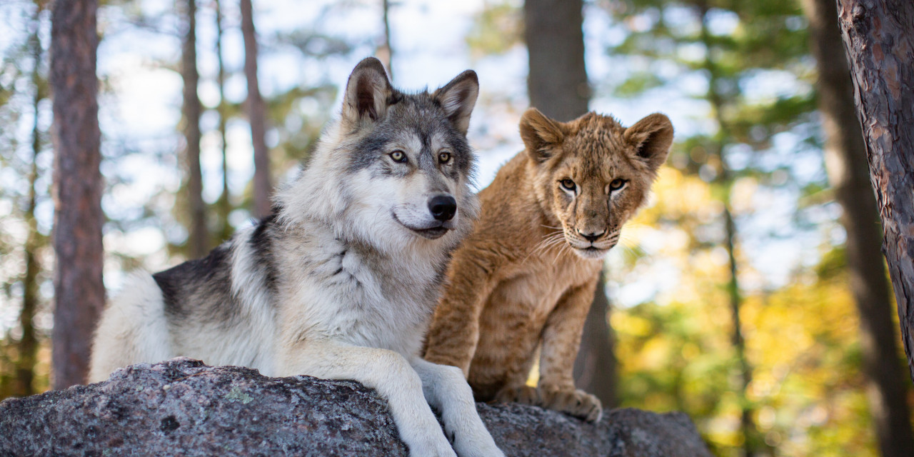 Der Wolf und der Löwe: Hero