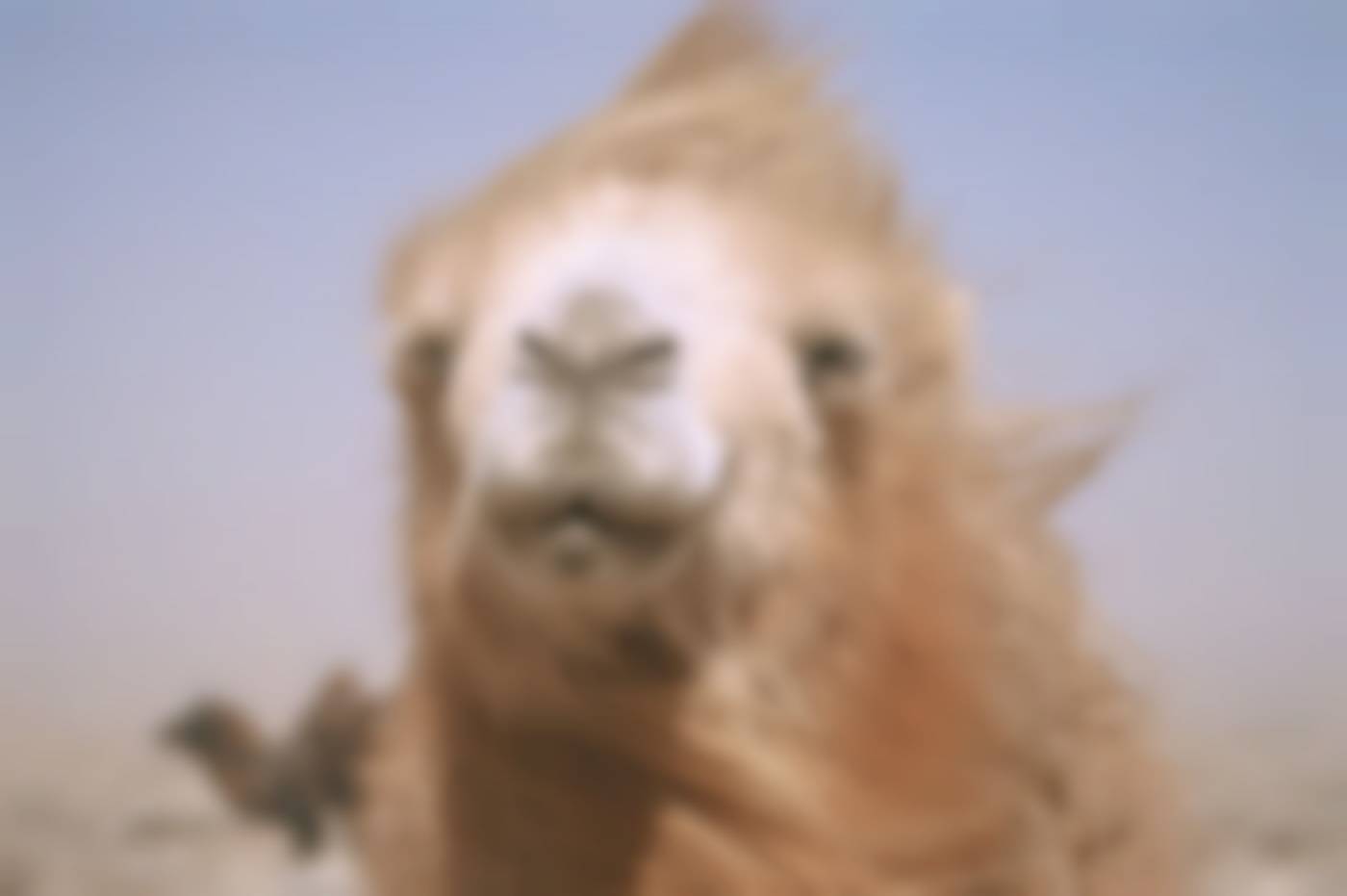 Die Geschichte vom weinenden Kamel: Scene Image 3