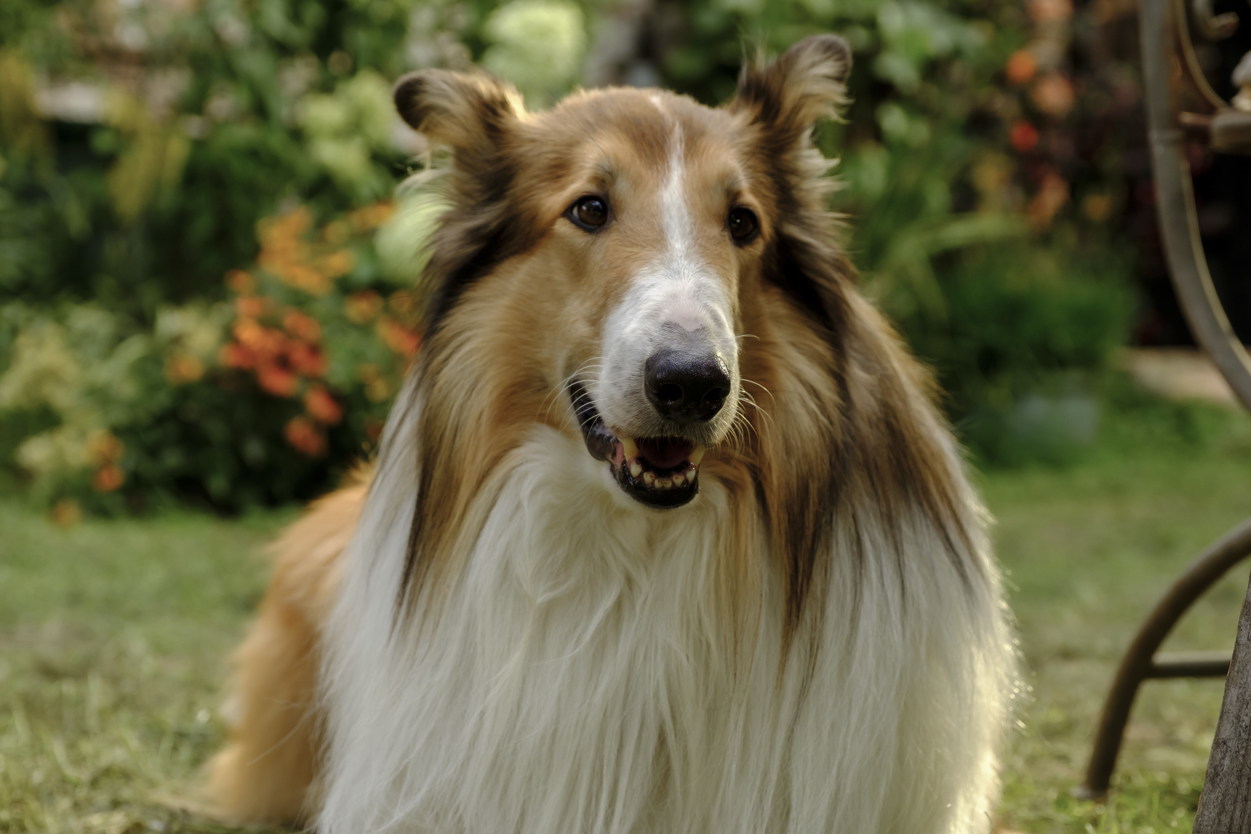 Lassie - Ein neues Abenteuer: Scene Image 5