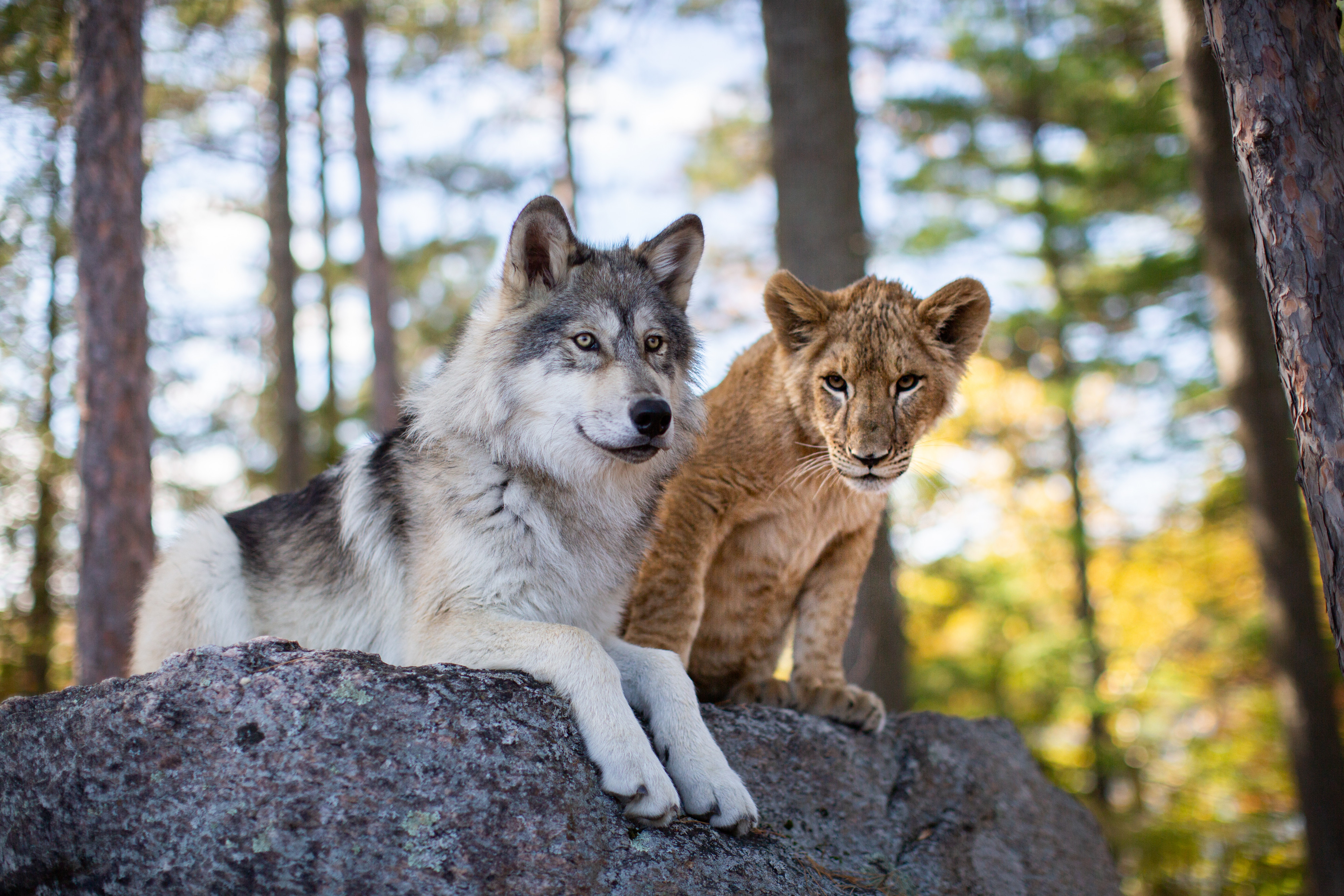Der Wolf und der Löwe: Scene Image 1