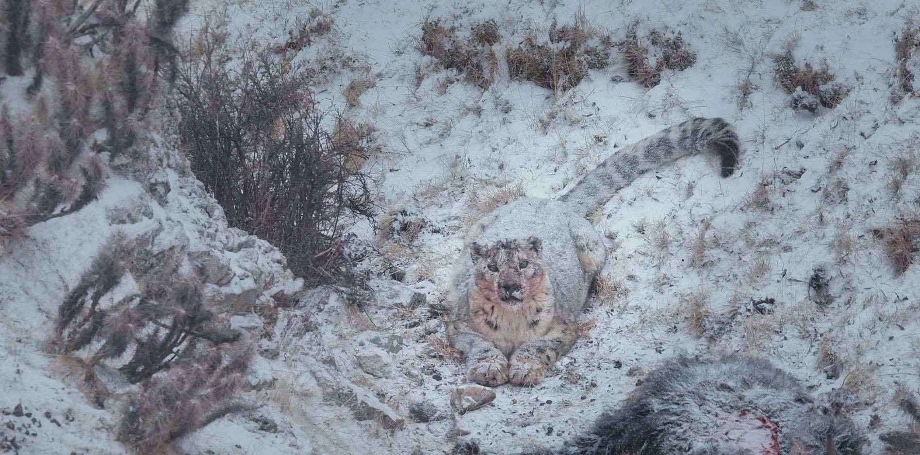 La Panthère des Neiges - Der Schneeleopard: Scene Image 6